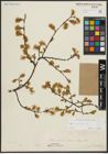 Foto von Salix aurita L.